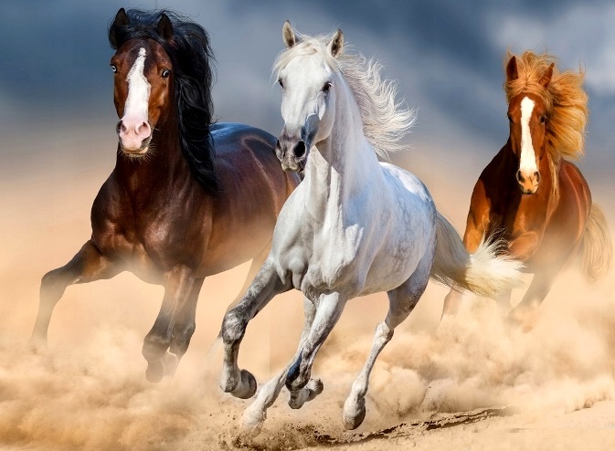 Алмазная мозаика/ подрамник/ полная выкладка/ 50х65 см/ арт.AGK81394 КОНИ