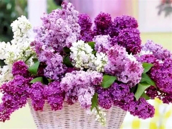 Алмазная живопись, подрамник, полная выкладка, 20 х 30 см, арт. AK2030090 СИРЕНЬ
